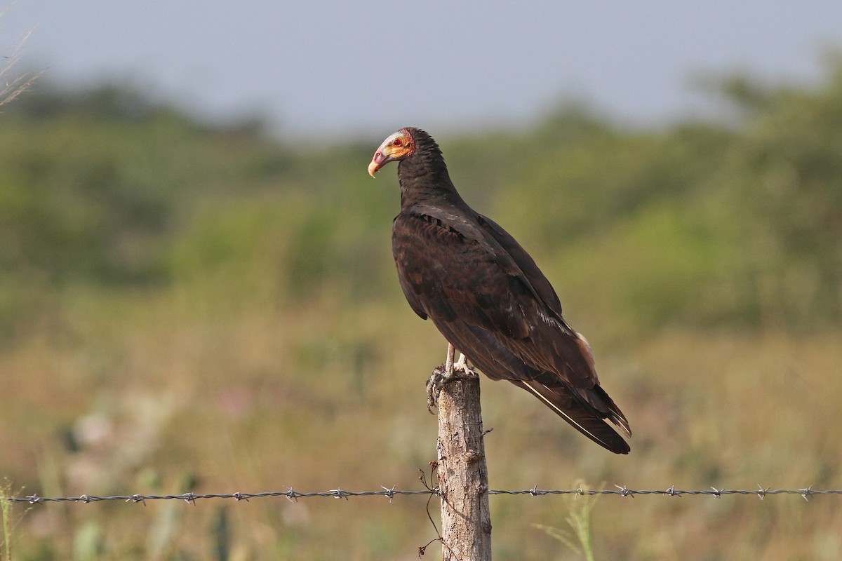 Lesser Yellow-headed Vulture - Michael McCloy
