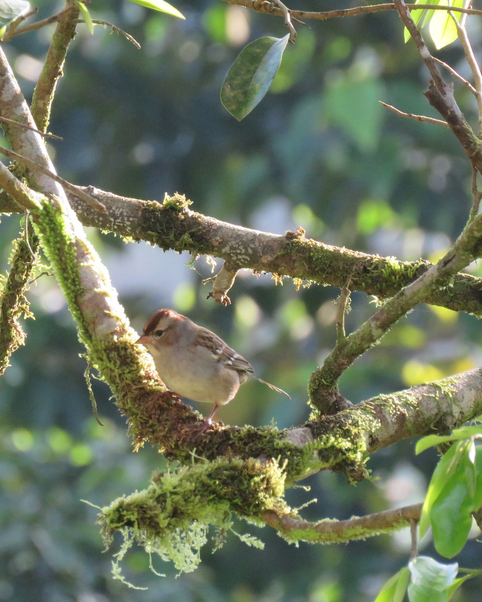 White-crowned Sparrow - Karen Leavelle