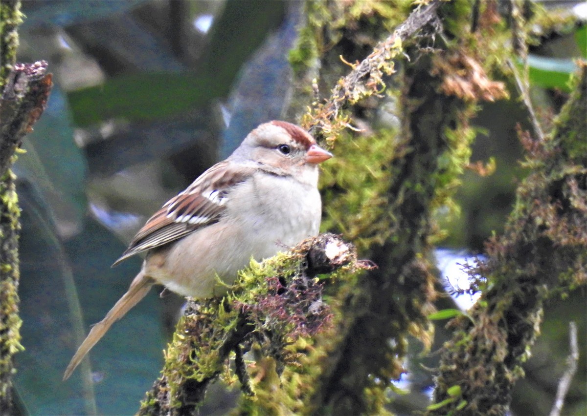 White-crowned Sparrow - ML78046181