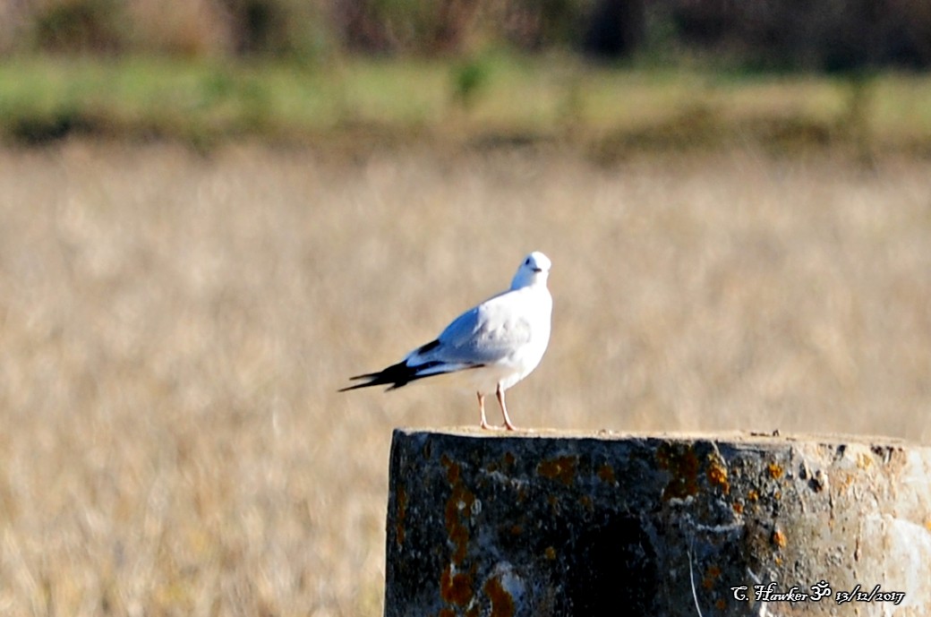 Mouette rieuse - ML78046771