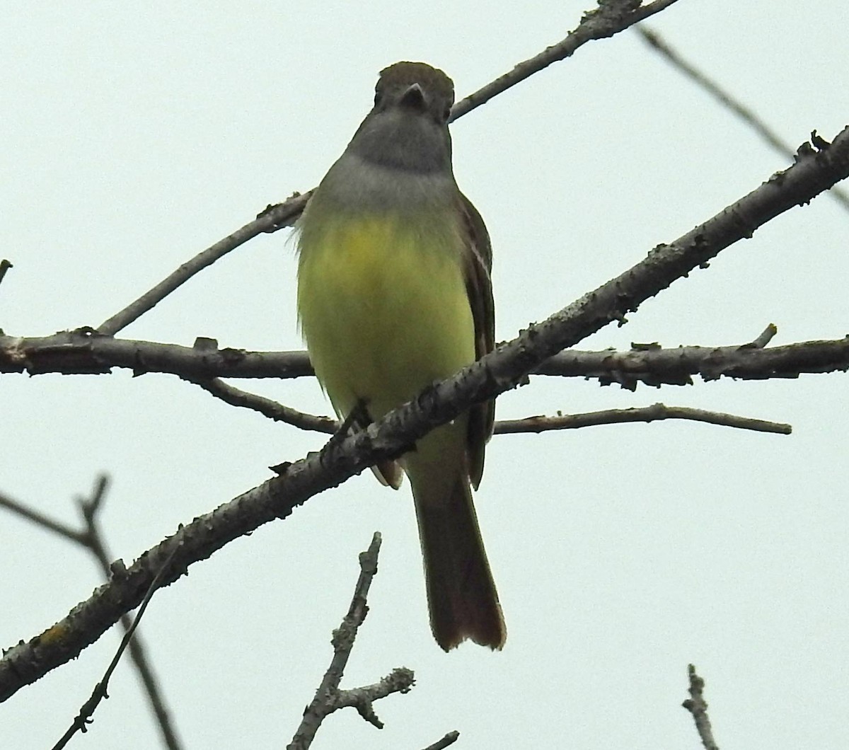 Great Crested Flycatcher - Jean Iron