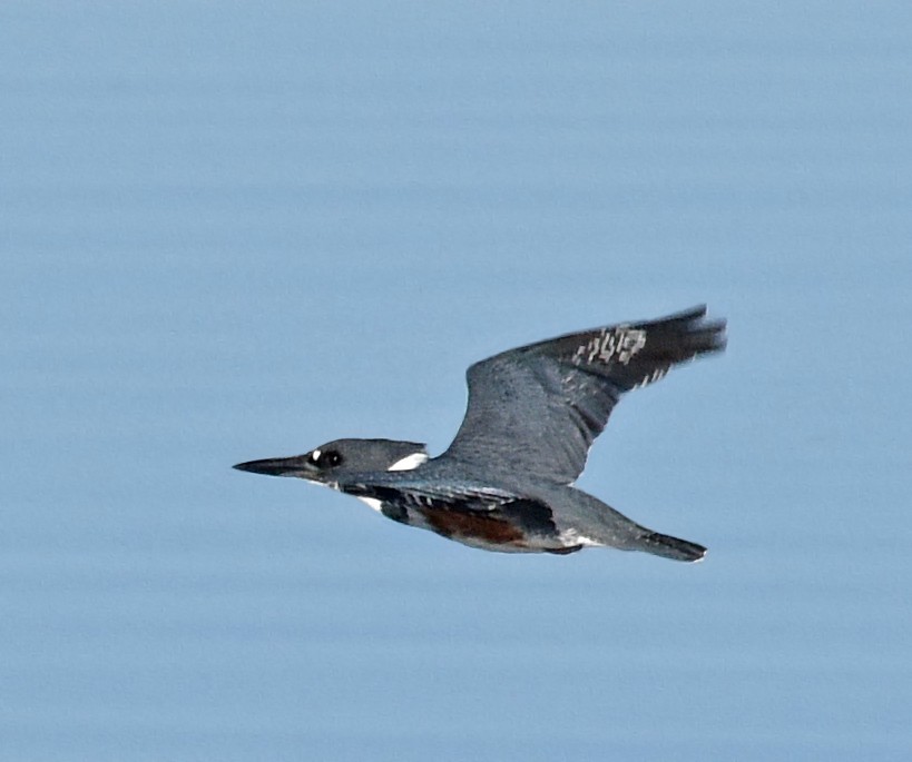 Belted Kingfisher - ML78048751