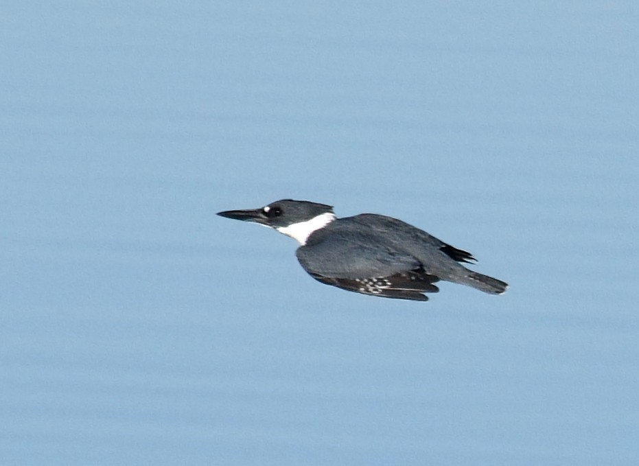 Belted Kingfisher - ML78048761