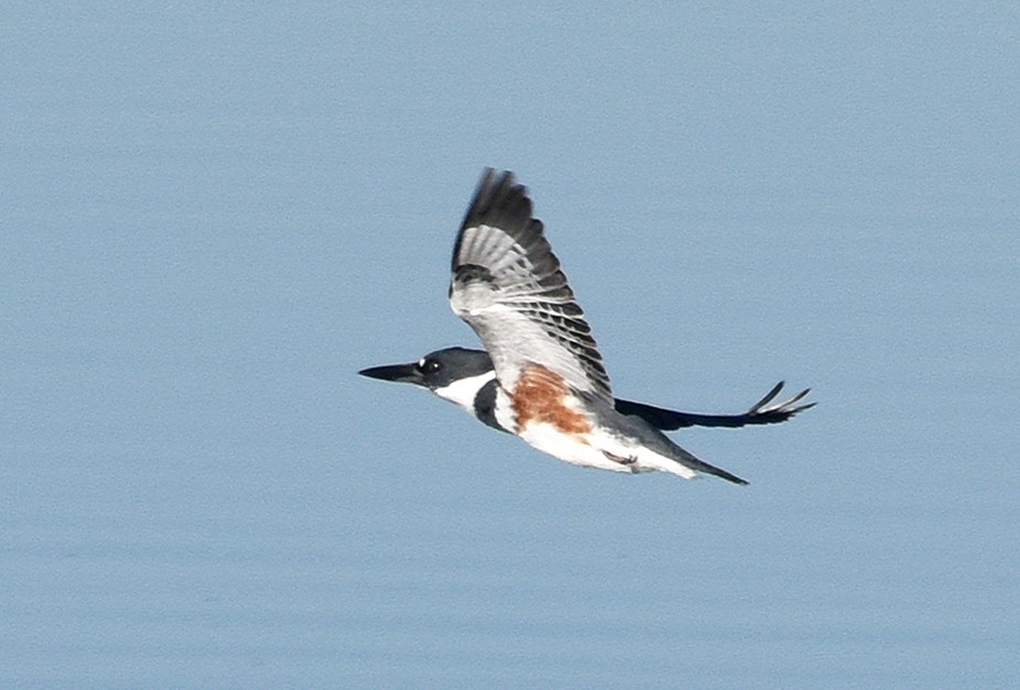 Belted Kingfisher - ML78048771