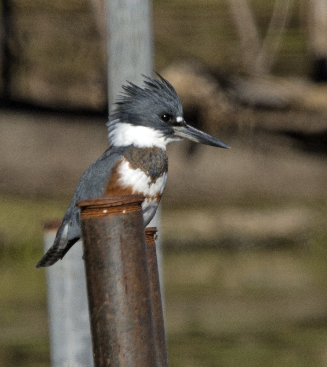 Belted Kingfisher - Willie D'Anna