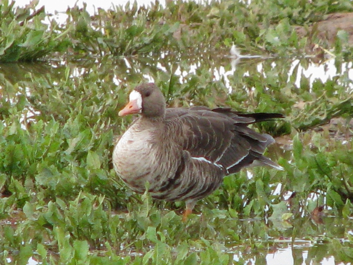 Greater White-fronted Goose - ML78049891