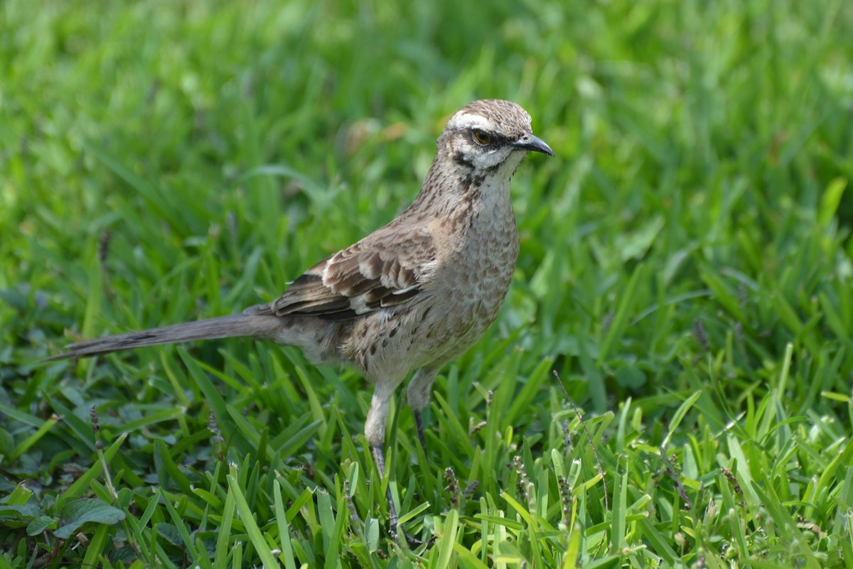 Long-tailed Mockingbird - Henry Cook
