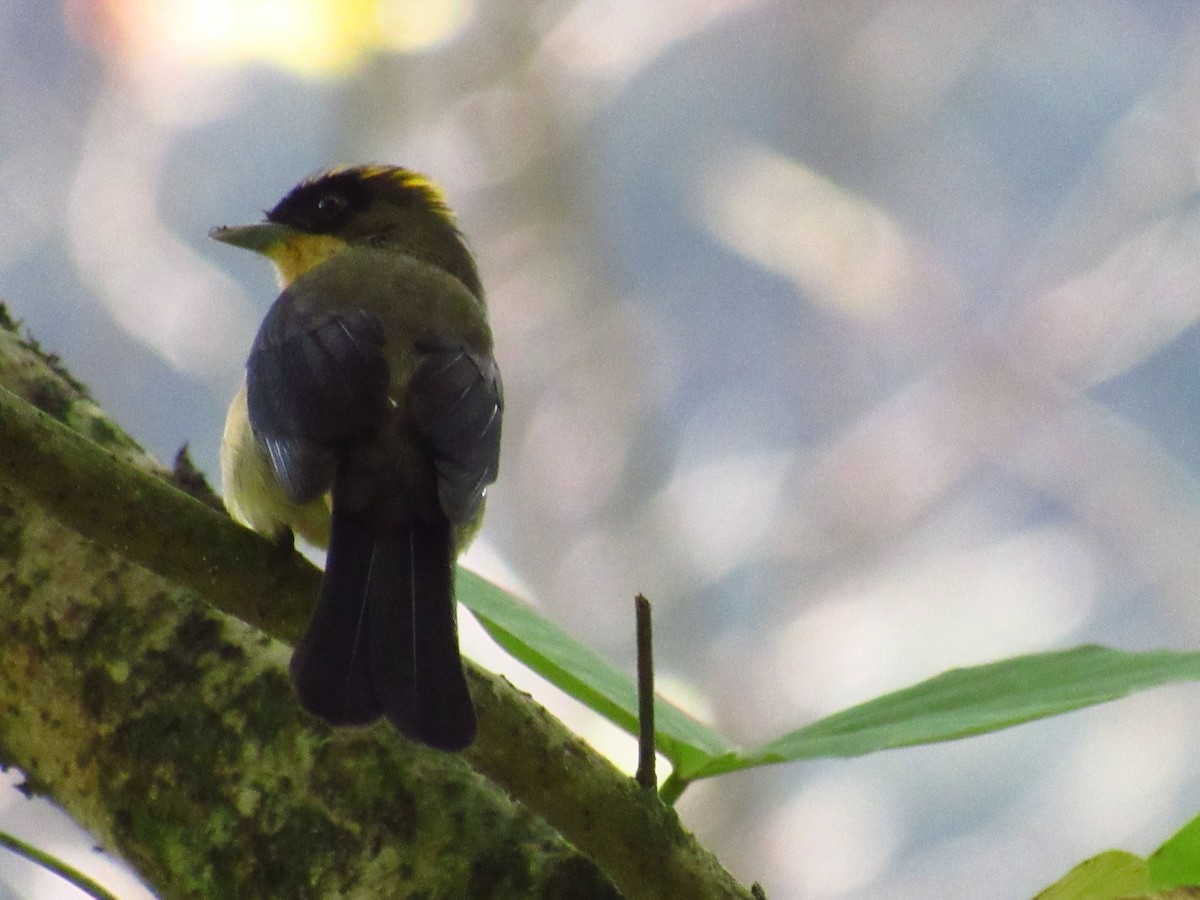 Black-goggled Tanager - ML78055421