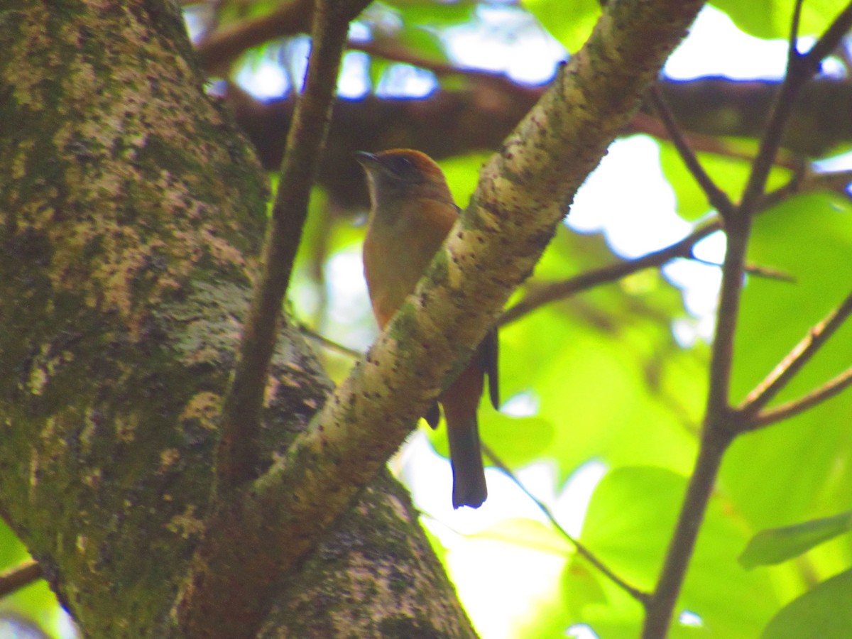 Black-goggled Tanager - ML78055441