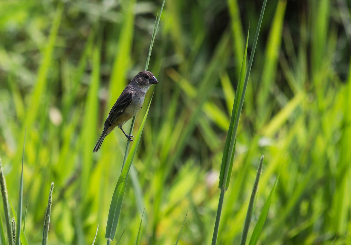 Rusty-collared Seedeater - André  Zambolli