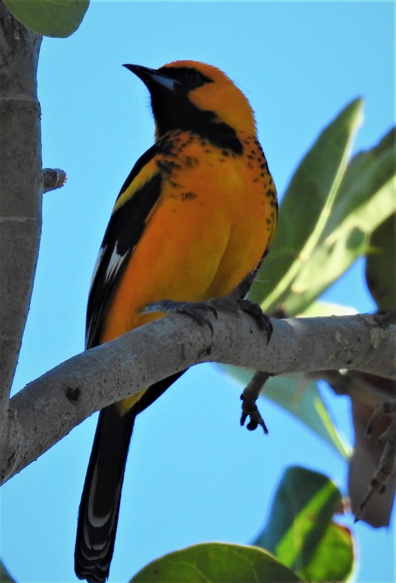 Spot-breasted Oriole - ML78061571