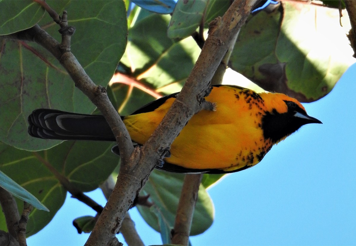 Spot-breasted Oriole - ML78061601