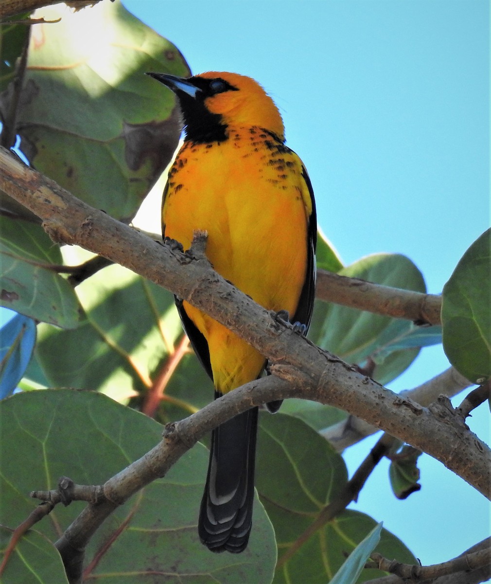 Spot-breasted Oriole - ML78061621