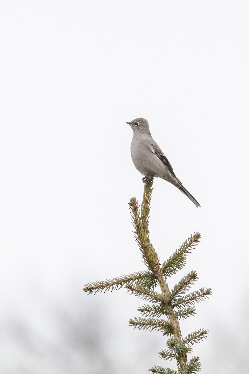 Townsend's Solitaire - Kenny Younger