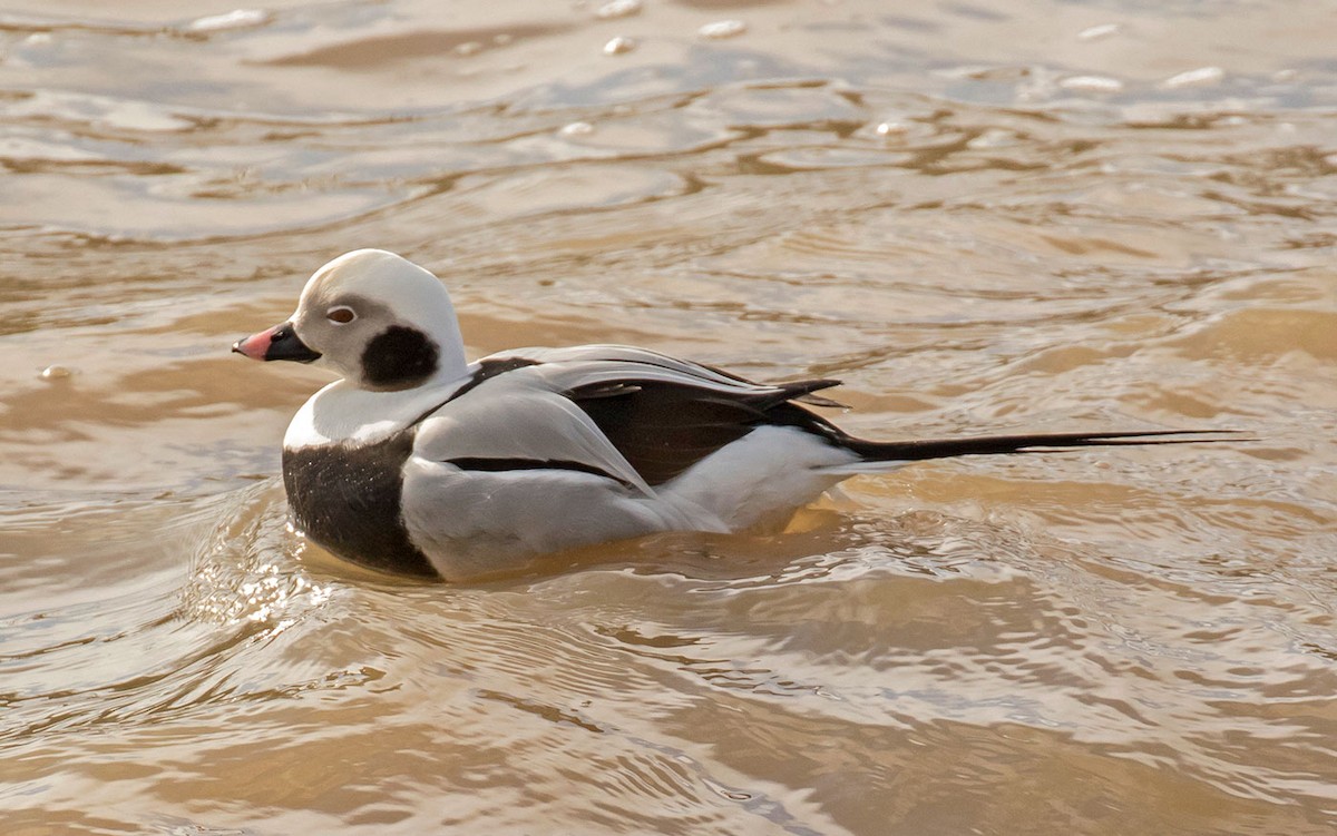 Long-tailed Duck - Willie D'Anna