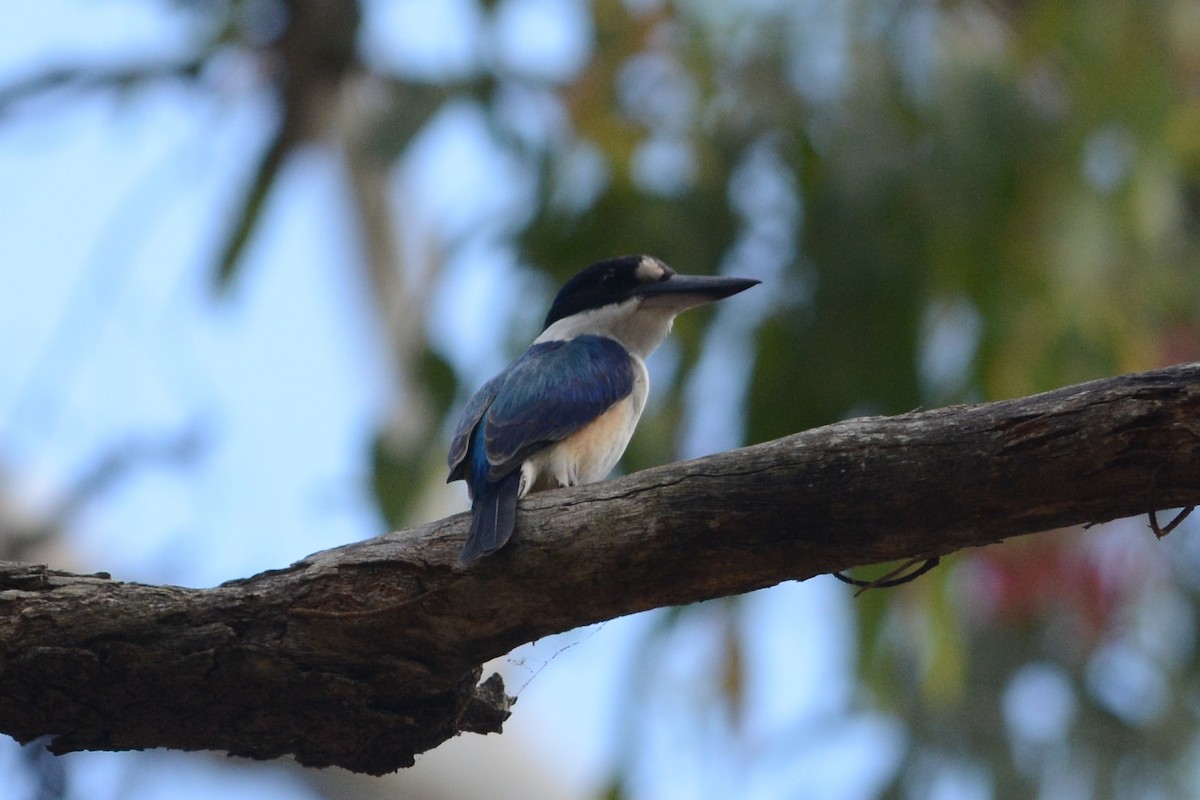 Forest Kingfisher - Cathy Pasterczyk