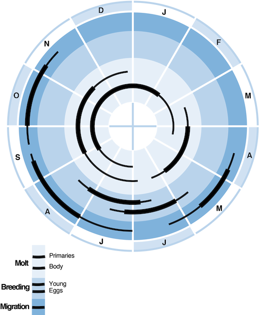 Figure 1. Annual cycle of breeding, molt, and migration. - American Golden-Plover - 