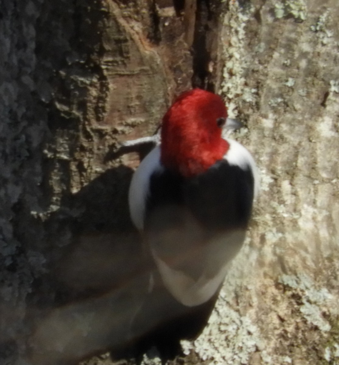Red-headed Woodpecker - ML78068421