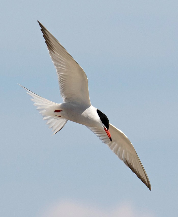 Common Tern - ML78068791