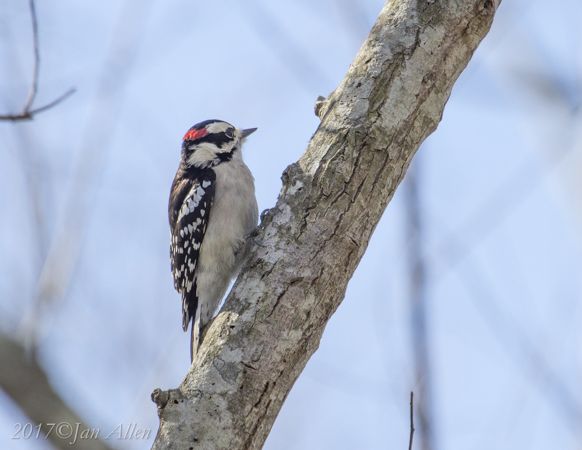 Downy Woodpecker - ML78069181