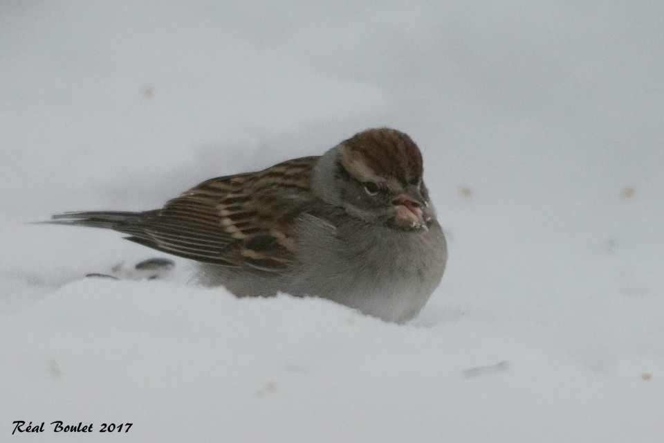 Chipping Sparrow - Réal Boulet 🦆