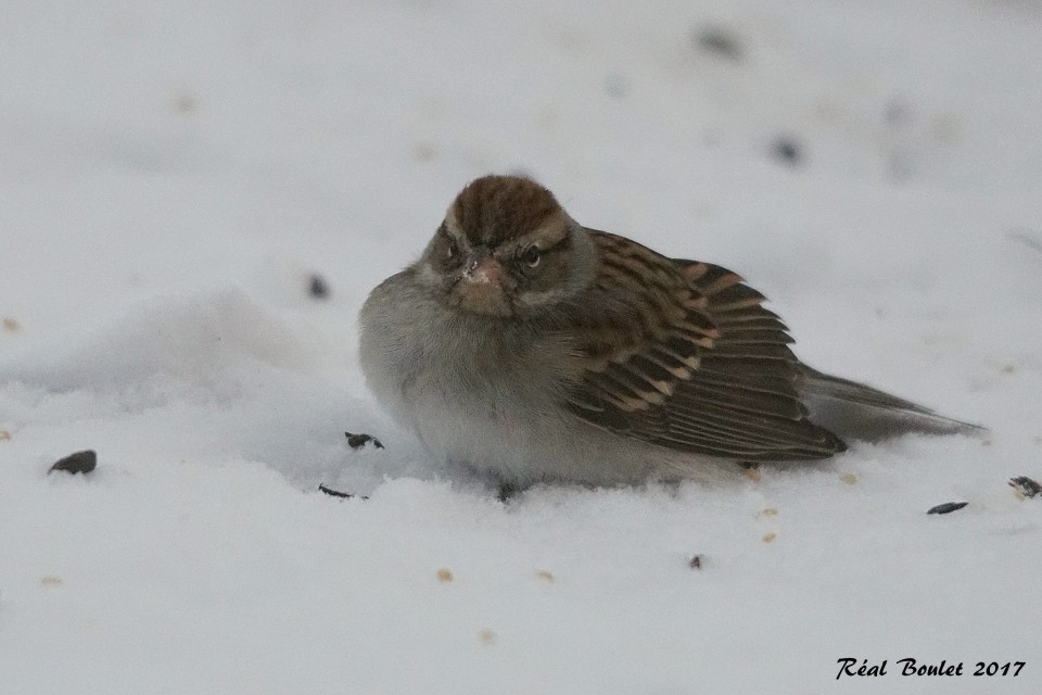 Chipping Sparrow - Réal Boulet 🦆