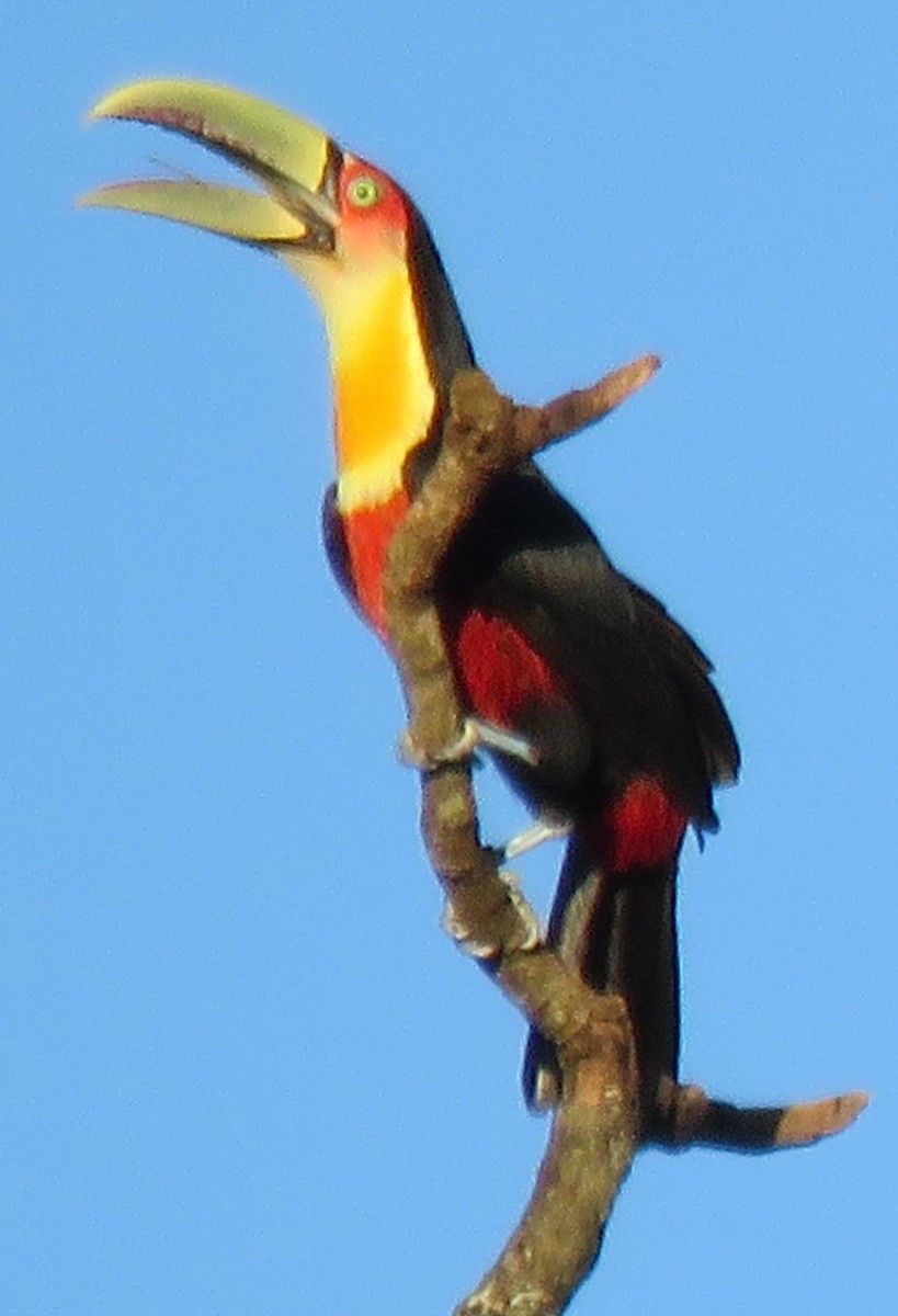 Red-breasted Toucan - Peter Colasanti