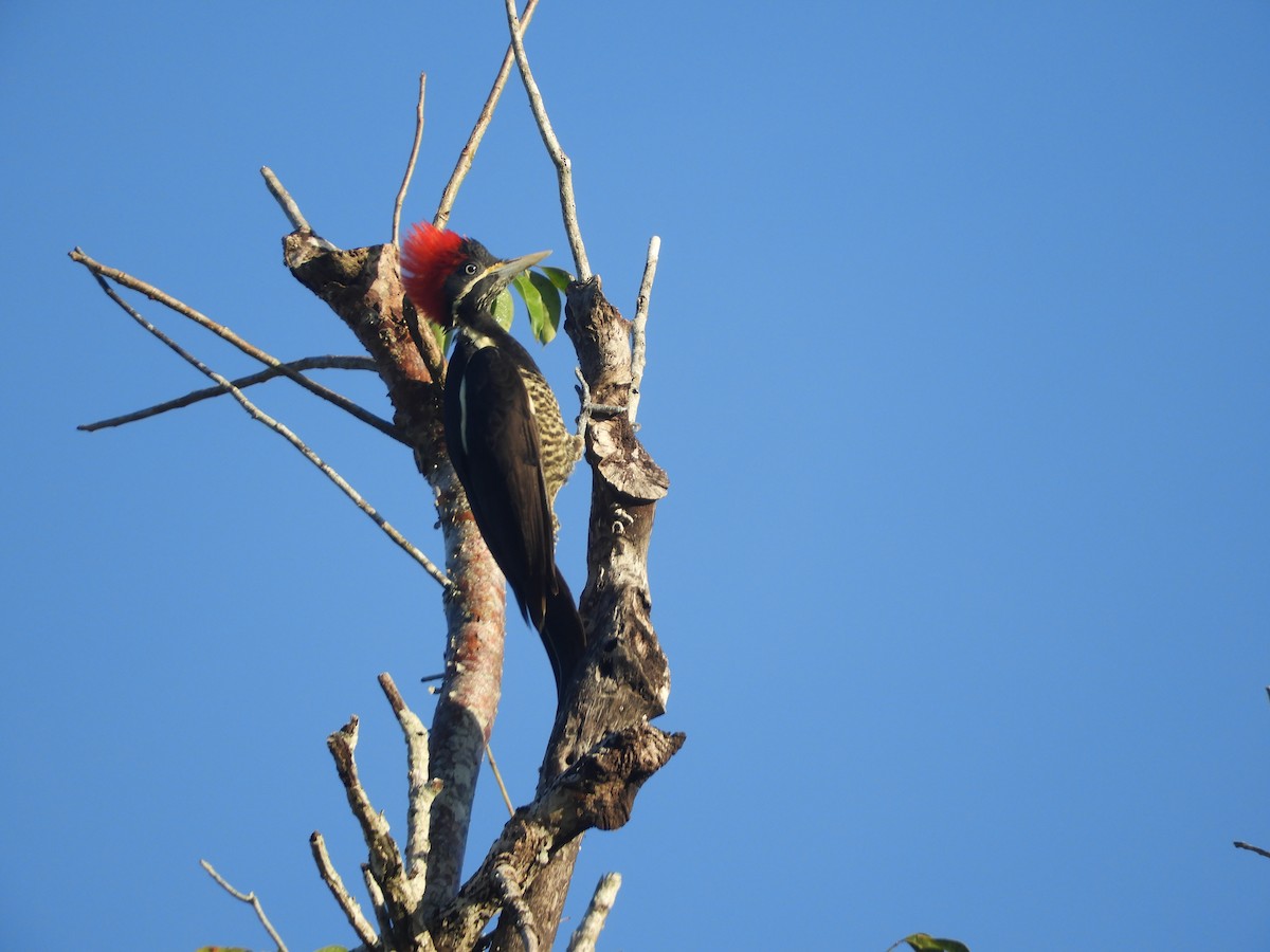 Lineated Woodpecker - Luis Trinchan