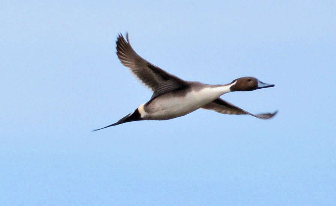 Northern Pintail - Kenneth Butler