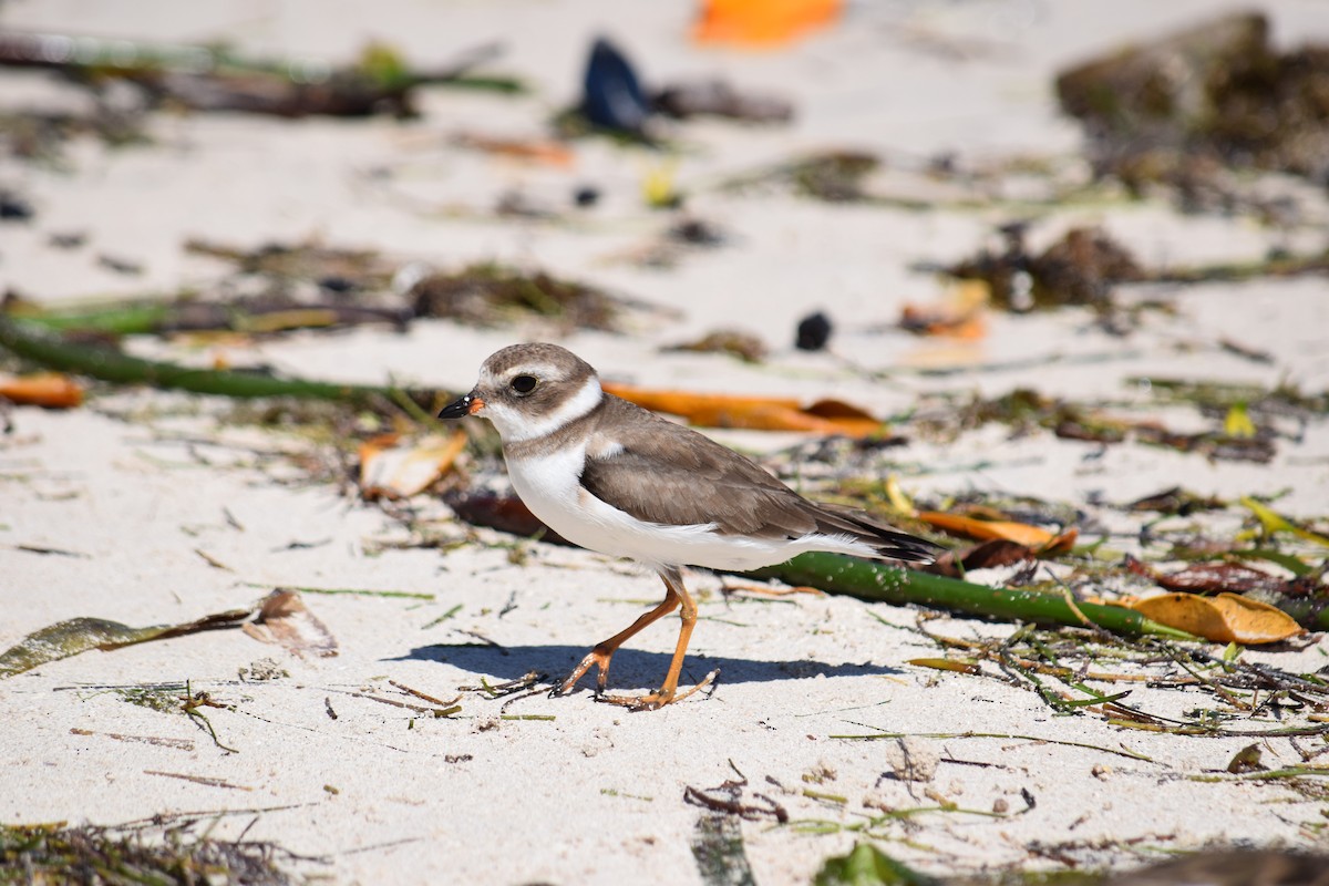 Semipalmated Plover - ML78086111