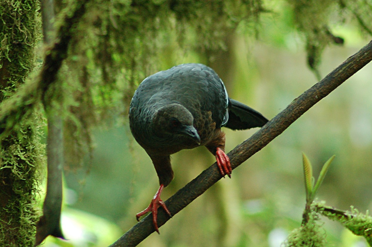 Sickle-winged Guan - ML78086831