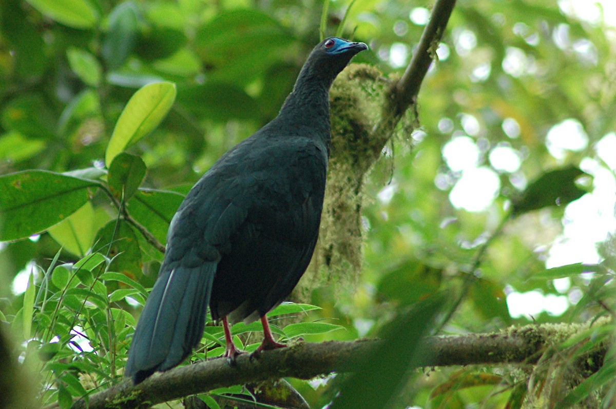 Sickle-winged Guan - ML78086861