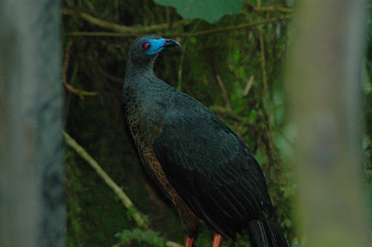 Sickle-winged Guan - ML78086941