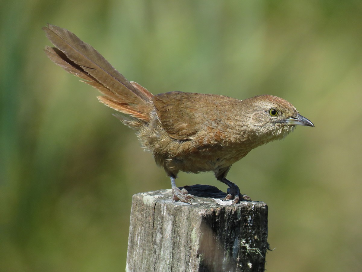 Freckle-breasted Thornbird - Raphael Kurz -  Aves do Sul