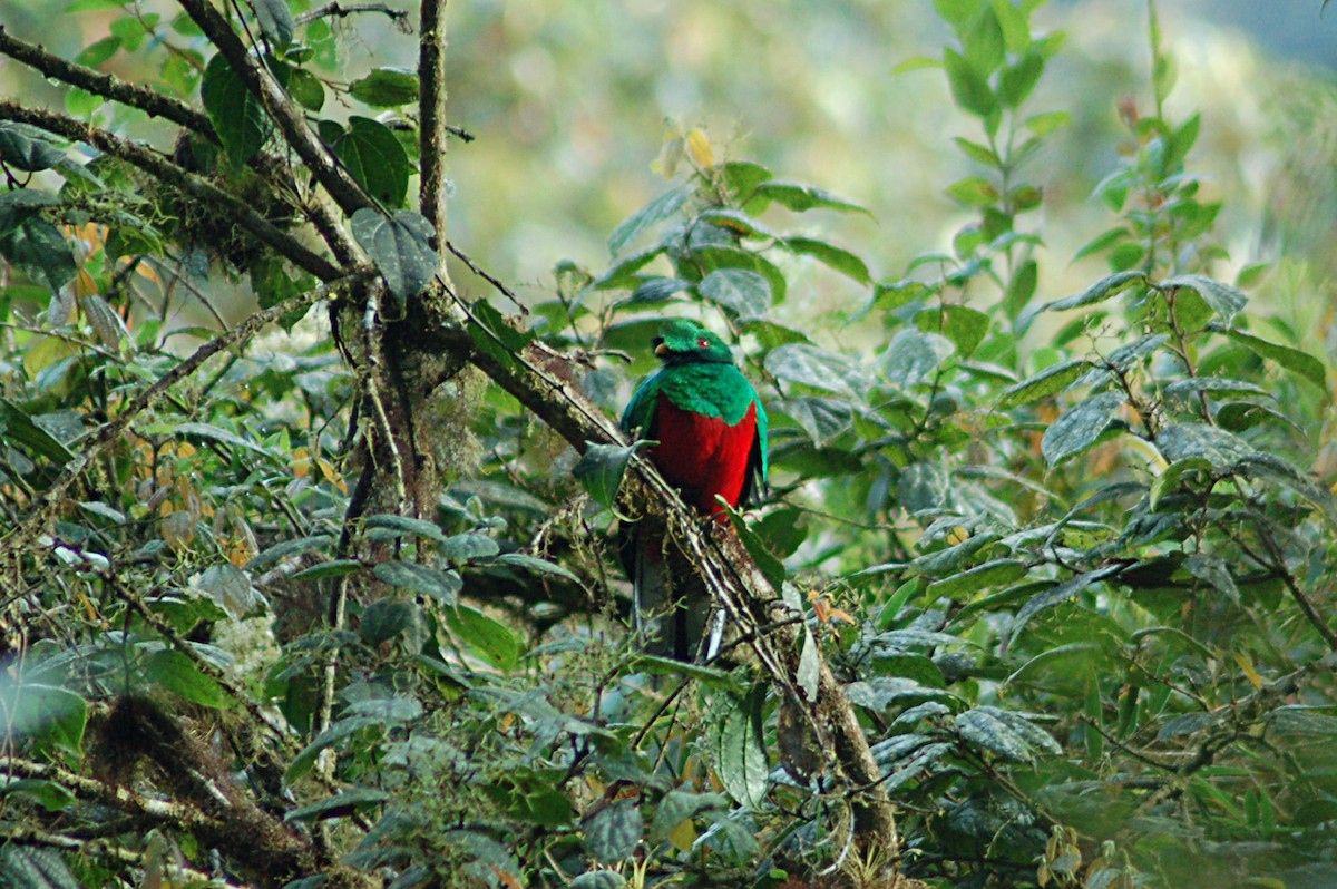 Crested Quetzal - ML78090041