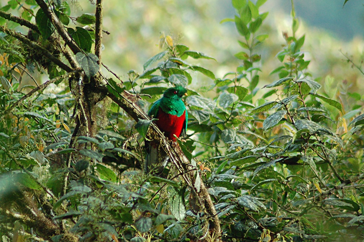 Crested Quetzal - ML78090071