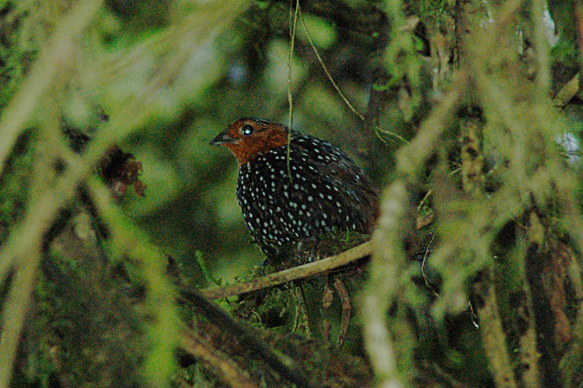 Ocellated Tapaculo - ML78090211