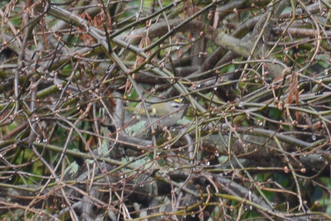 Golden-crowned Kinglet - Avery Cotton