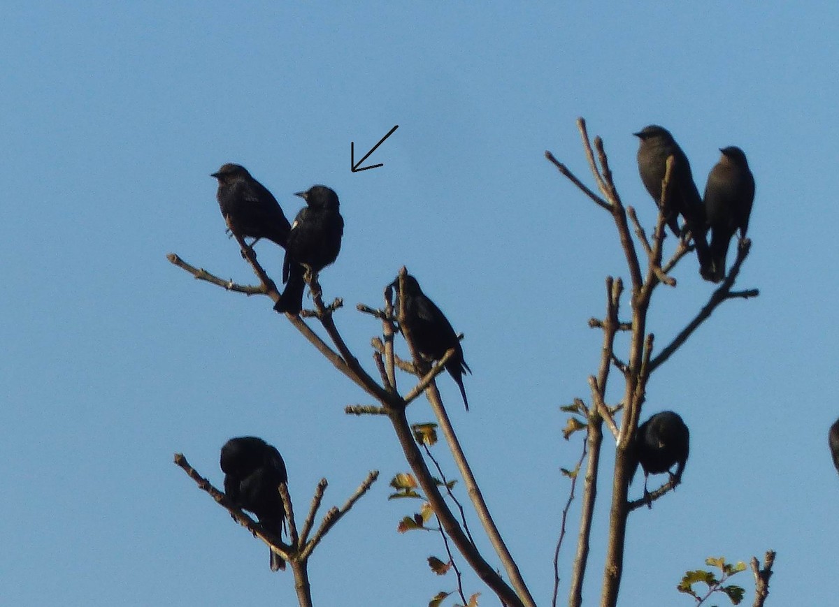 Tricolored Blackbird - Hendrik Herlyn