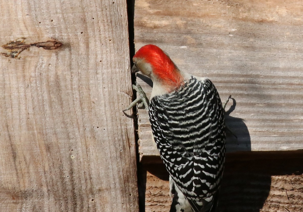 Red-bellied Woodpecker - ML78094871