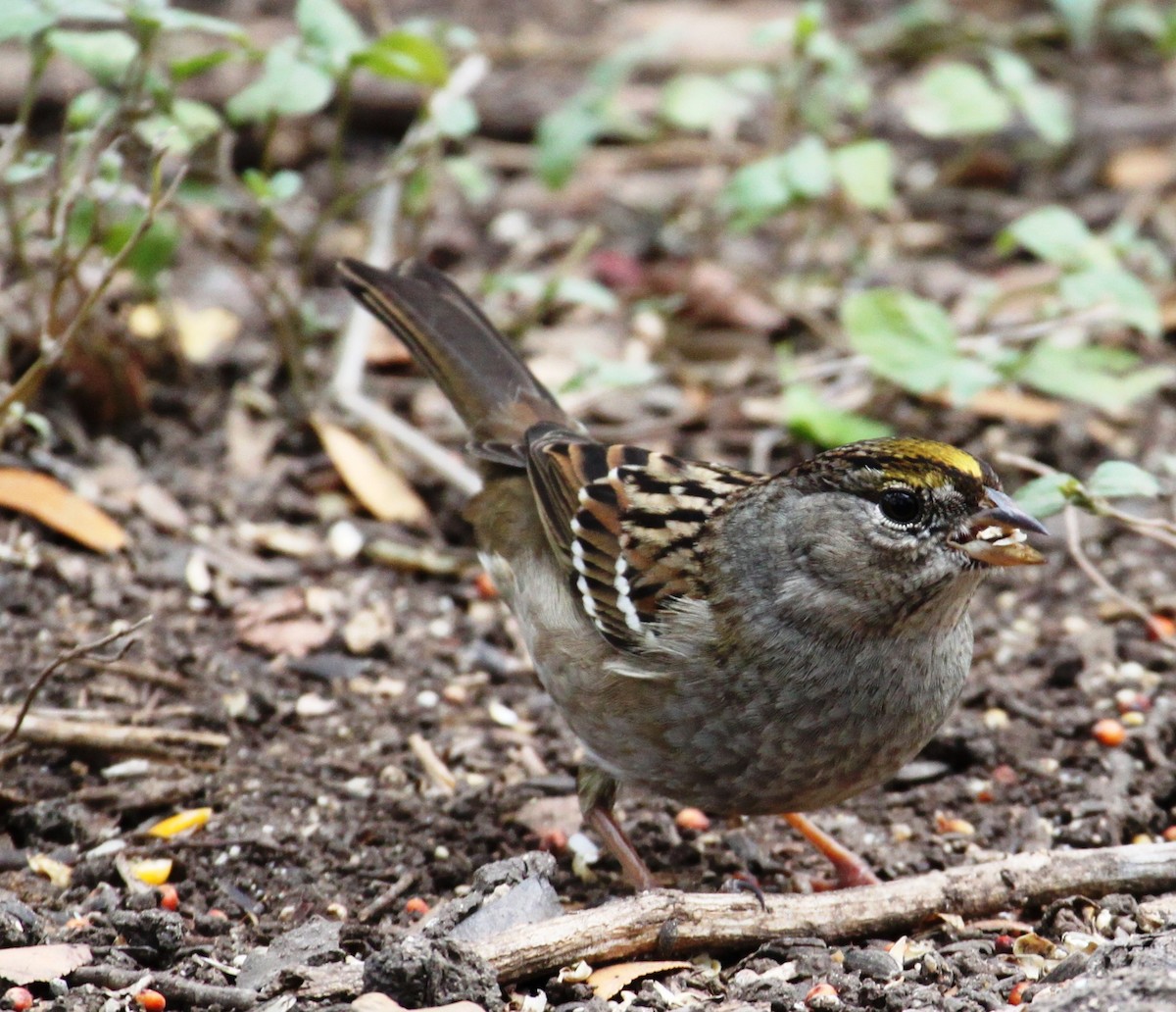 Golden-crowned Sparrow - ML78096951