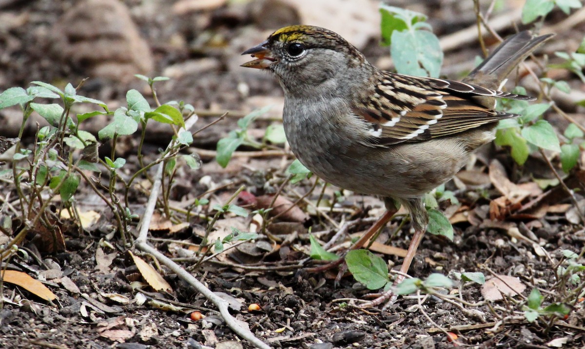 Golden-crowned Sparrow - Dennis Cooke