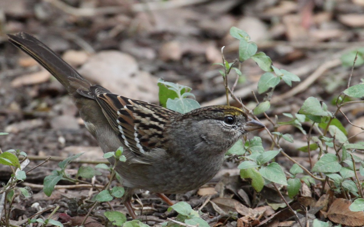 Golden-crowned Sparrow - ML78096971