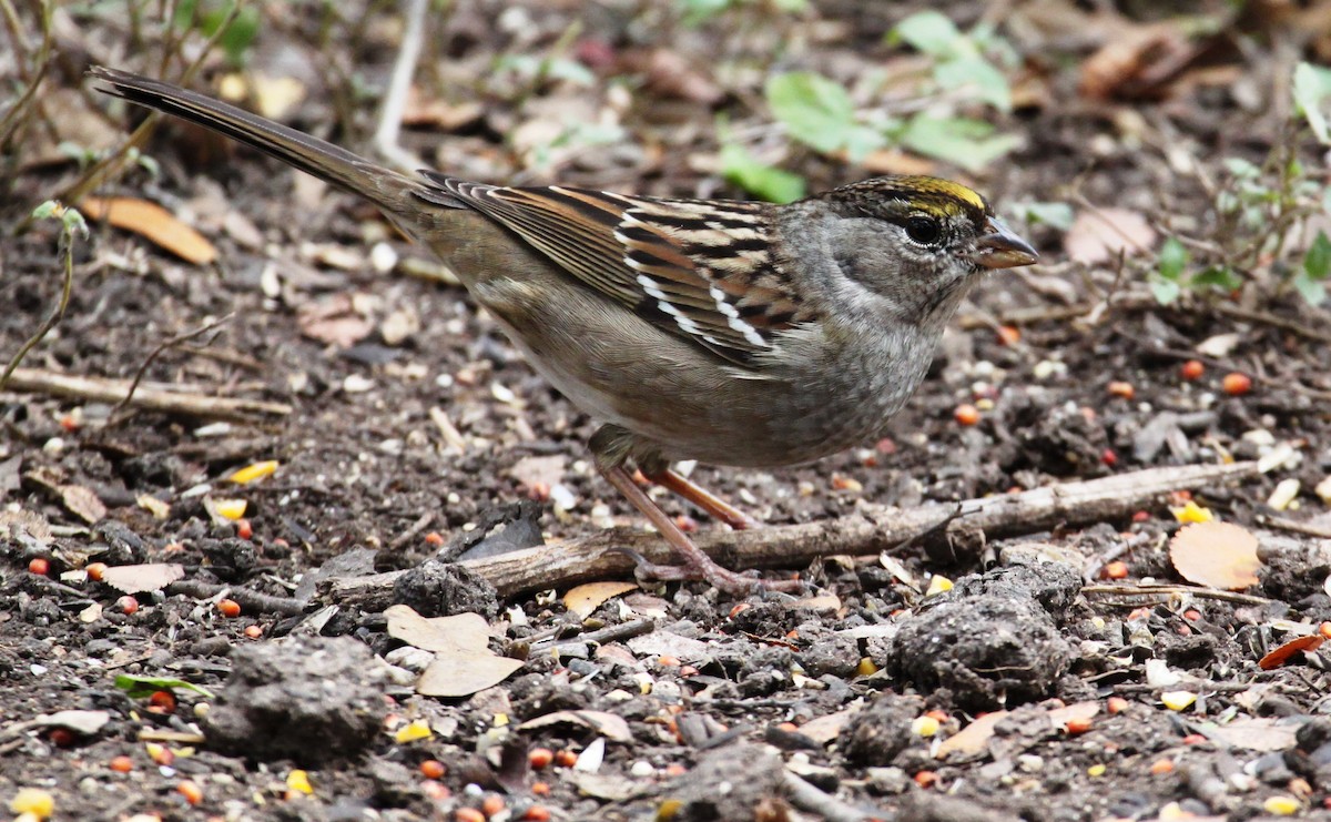 Golden-crowned Sparrow - ML78096991