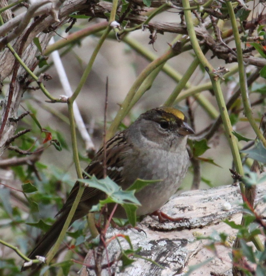 Golden-crowned Sparrow - ML78097491