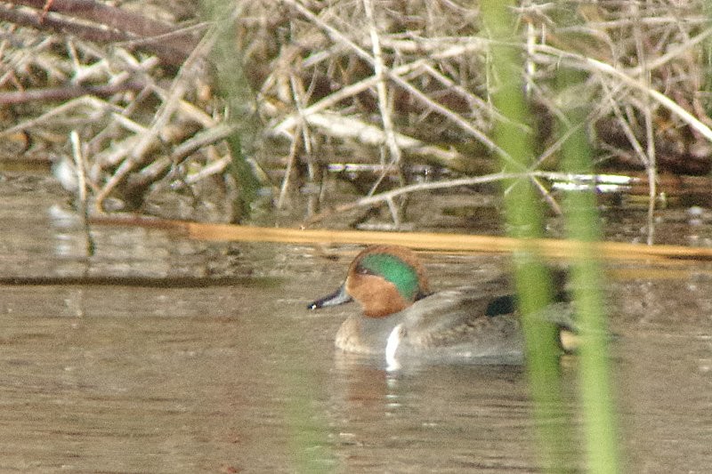 Green-winged Teal - ML78100671