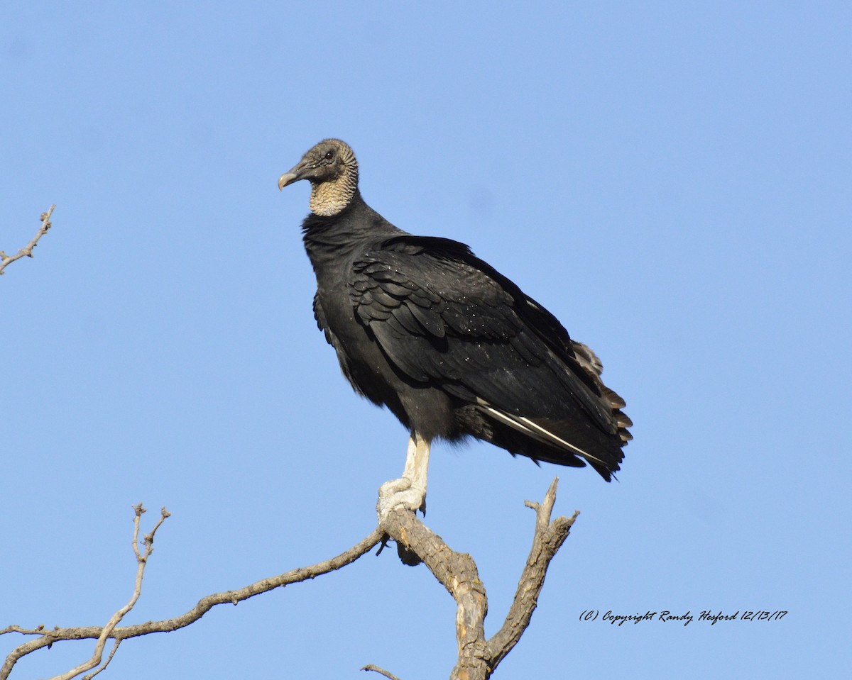 Black Vulture - Randy Hesford