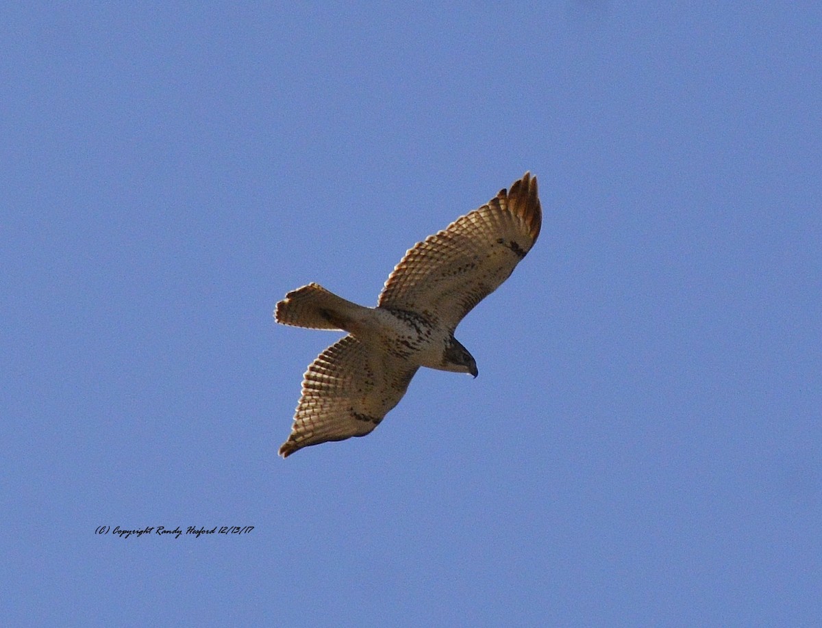 Red-tailed Hawk - ML78102651