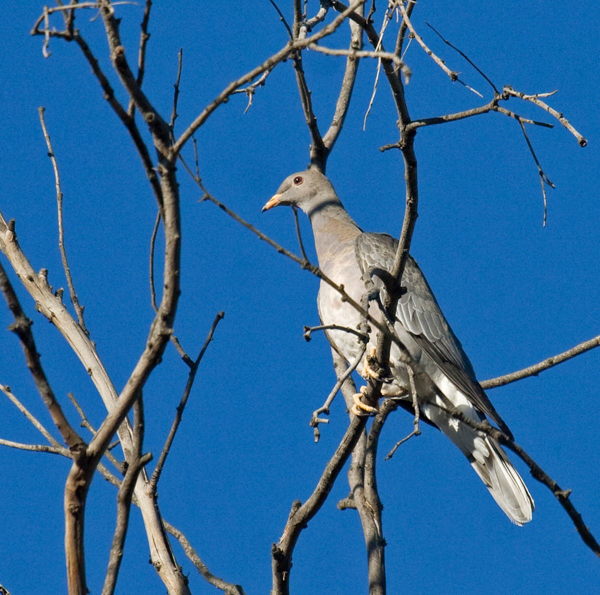 Band-tailed Pigeon - Greg Gillson