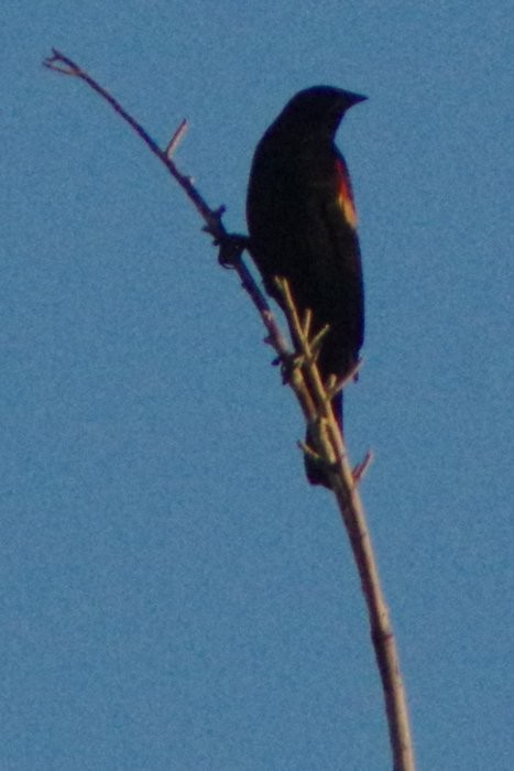 Red-winged Blackbird - ML78107181